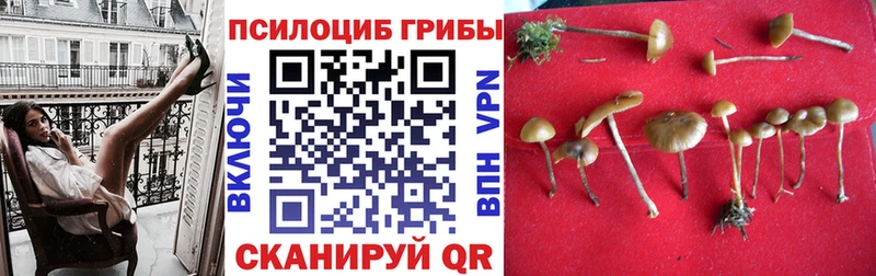 Псилоцибиновые грибы Magic Shrooms  где можно купить наркотик  Багратионовск 
